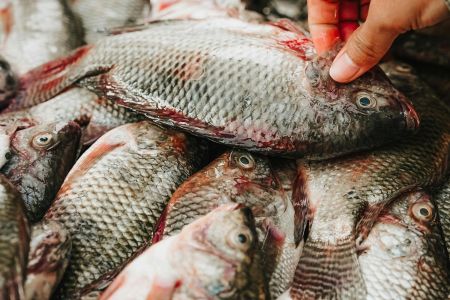 Tilápia sobe na Quaresma: demanda aquece vendas, mas custos pressionam produtores