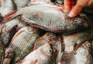 Tilápia sobe na Quaresma: demanda aquece vendas, mas custos pressionam produtores