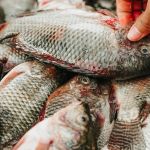 Tilápia sobe na Quaresma: demanda aquece vendas, mas custos pressionam produtores