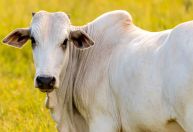 Arroba do boi mira recorde histórico e melhora poder de compra do pecuarista