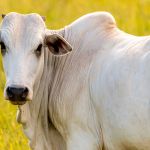 Arroba do boi mira recorde histórico e melhora poder de compra do pecuarista