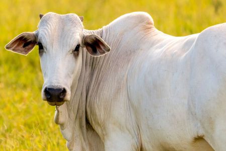 Arroba do boi mira recorde histórico e melhora poder de compra do pecuarista