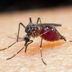 Mosquito da malária evolui, ‘dribla’ inseticidas e acende alerta global de saúde