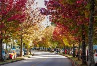 Corredor de árvores avermelhadas transforma rua de Curitiba em atração