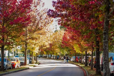 Corredor de árvores avermelhadas transforma rua de Curitiba em atração