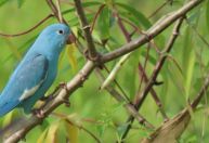 Alteração genética rara em ave silvestre é registrada no Tocantins