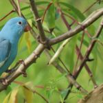 Alteração genética rara em ave silvestre é registrada no Tocantins