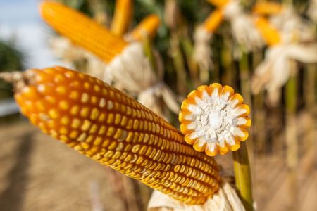 Milho é base para a produção de proteína animal e biocombustíveis • Flickr da CNA