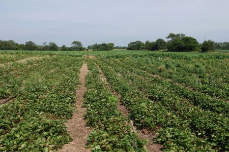 Brasil planeja reduzir dependência de fertilizantes e fortalecer produção até 2050