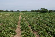 Brasil planeja reduzir dependência de fertilizantes e fortalecer produção até 2050