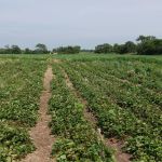 Brasil planeja reduzir dependência de fertilizantes e fortalecer produção até 2050