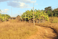 Minas Gerais lidera buscas por compra de terras rurais no Brasil