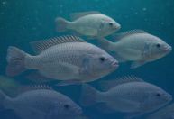 Governo de Minas anuncia proteção aos produtores de tilápia