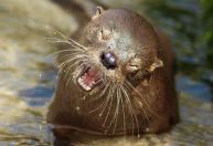 'Changuita': animal raro é visto pela primeira vez na América do Sul após sete anos