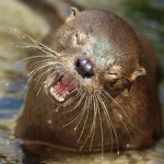 'Changuita': animal raro é visto pela primeira vez na América do Sul após sete anos