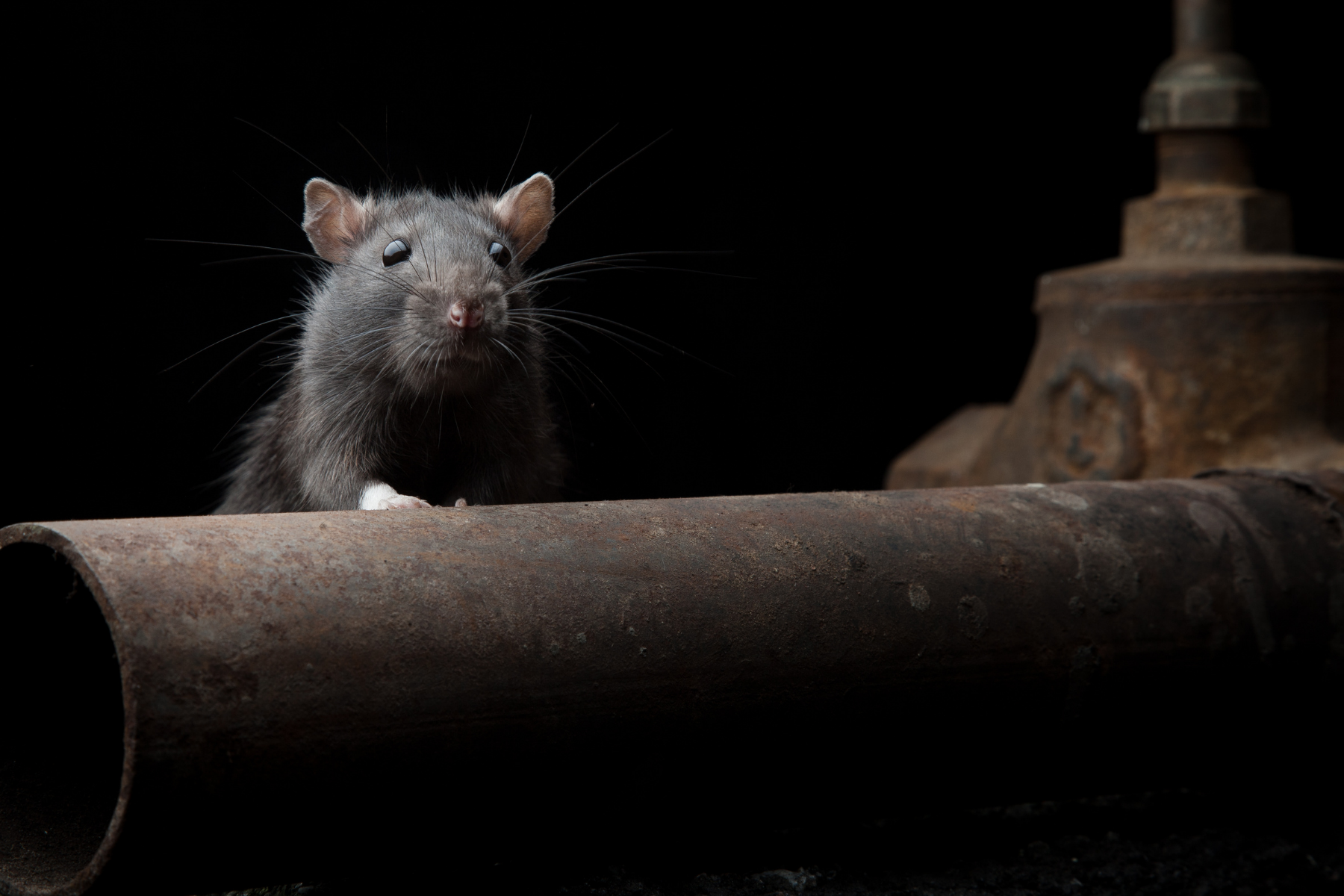 Ninho de Ratos: Moradores relatam infestação e apontam casa como origem do problema