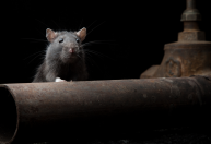 Invasão de ratos provoca crise sanitária no Norte dos EUA