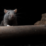Invasão de ratos provoca crise sanitária no Norte dos EUA
