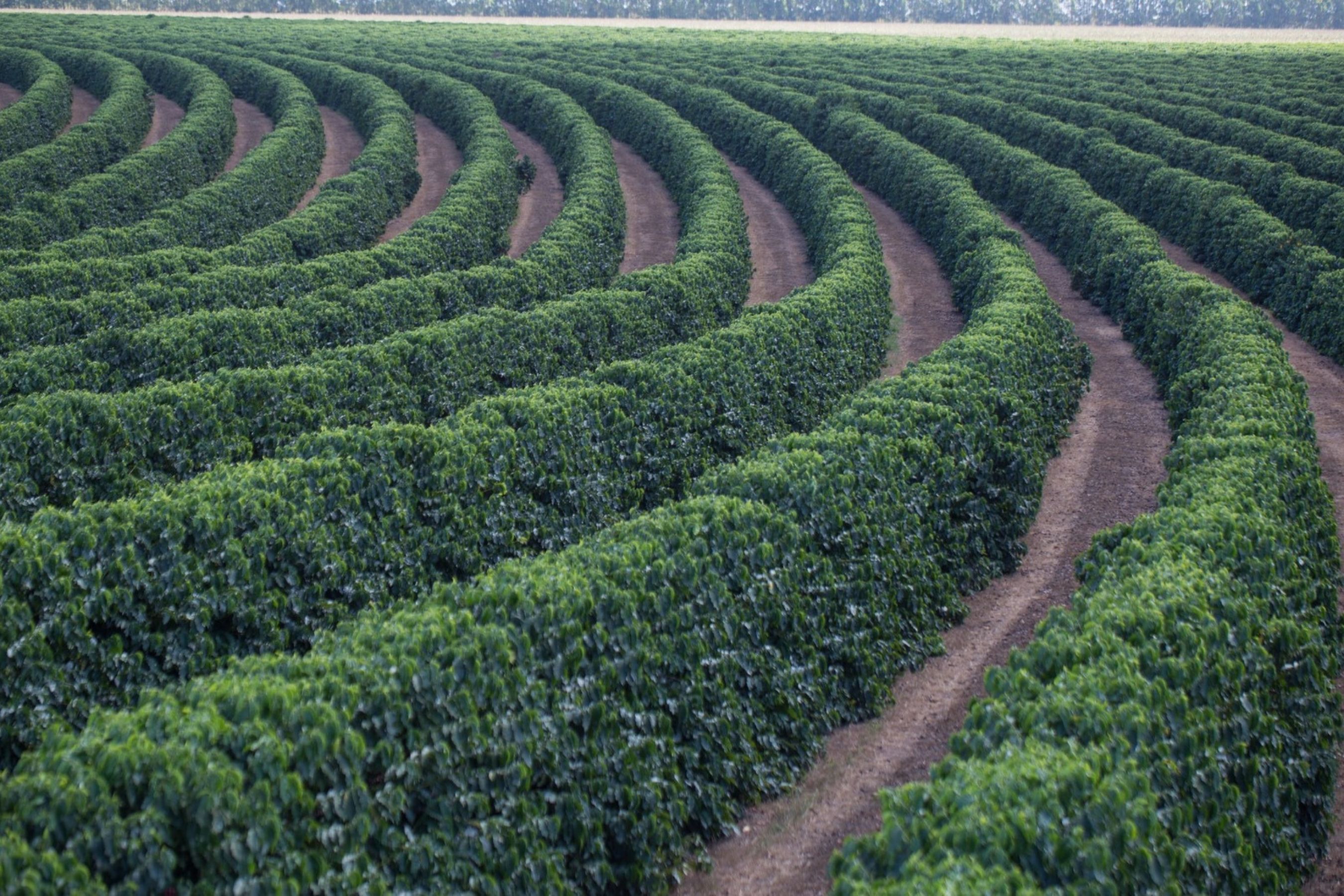 Safra de café 2026: produção em Minas deve saltar 23%, mas perdas climáticas preocupam