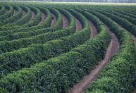 Safra de café 2026: produção em Minas deve saltar 23%, mas perdas climáticas preocupam