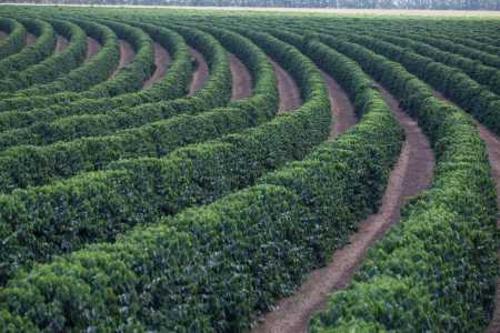 Safra de café 2026: produção em Minas deve saltar 23%, mas perdas climáticas preocupam