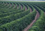 Safra de café 2026: produção em Minas deve saltar 23%, mas perdas climáticas preocupam