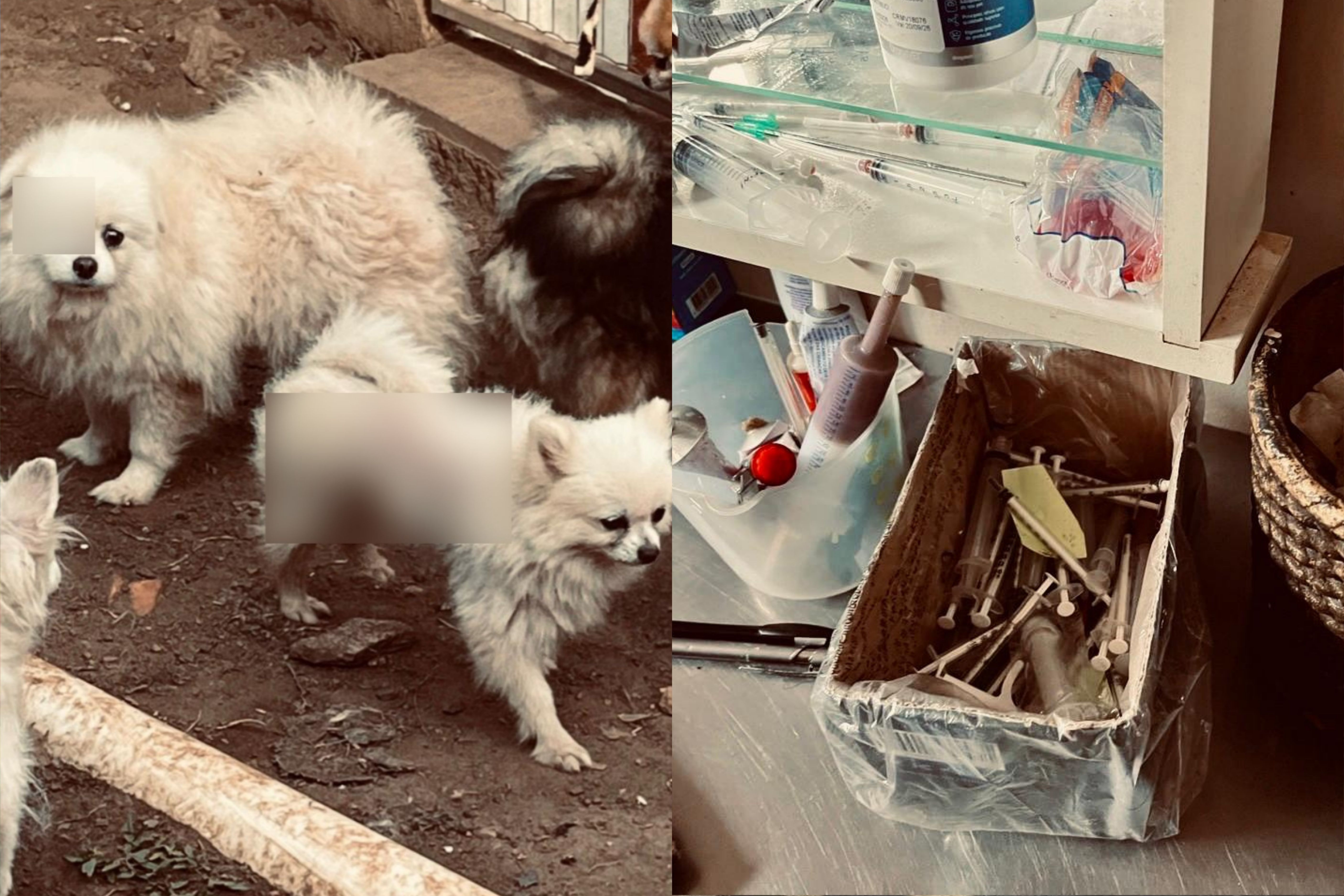 Canil com mais de 200 animais é interditado por maus-tratos; responsáveis são presos