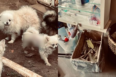 Canil fechado maus-tratos RS