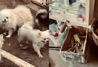 Canil com mais de 200 animais é interditado por maus-tratos; responsáveis são presos