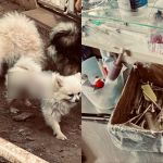 Canil com mais de 200 animais é interditado por maus-tratos; responsáveis são presos