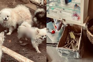 Canil com mais de 200 animais é interditado por maus-tratos; responsáveis são presos