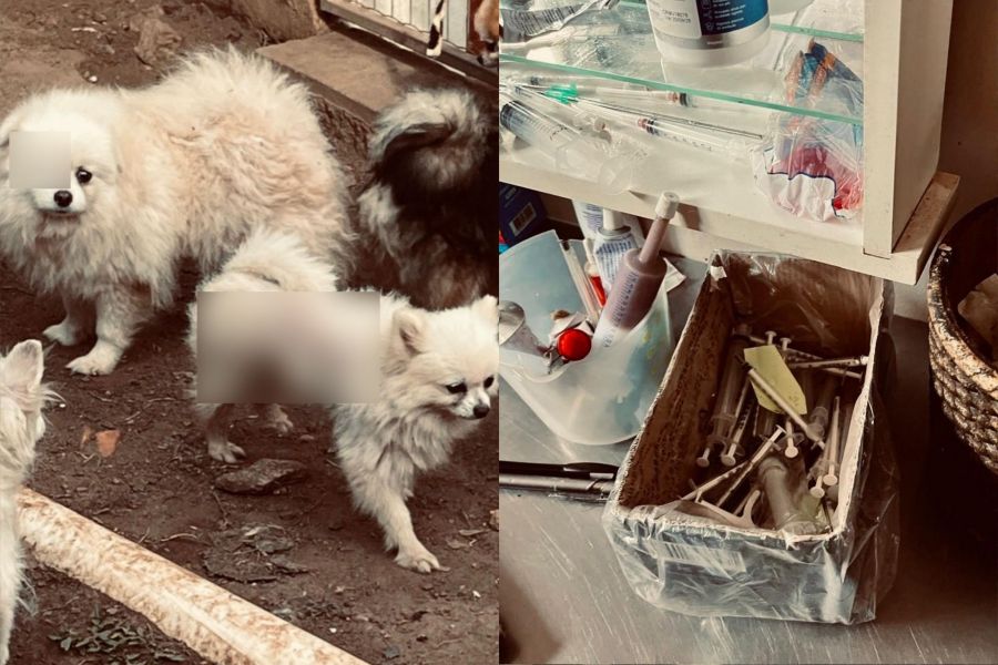 Canil com mais de 200 animais é interditado por maus-tratos; responsáveis são presos