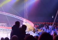 Vídeo: tigre pula em plateia durante apresentação de circo na Rússia