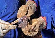 RS emite alerta após focos de raiva dos herbívoros em duas cidades