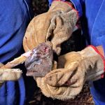 RS emite alerta após focos de raiva dos herbívoros em duas cidades