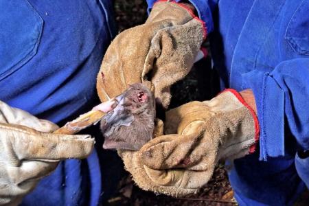 RS emite alerta após focos de raiva dos herbívoros em duas cidades