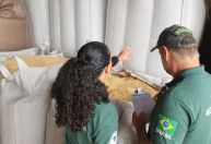 Operação Semente Segura III apreende 1,4 mil toneladas de insumos irregulares no RS