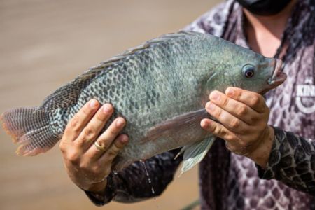 Risco de vírus da tilápia: CNA pede bloqueio de pescado importado do Vietnã
