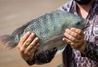 Risco de vírus da tilápia: CNA pede bloqueio de pescado importado do Vietnã