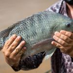 Risco de vírus da tilápia: CNA pede bloqueio de pescado importado do Vietnã