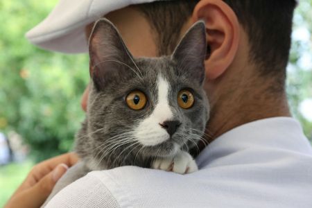 O que a psicologia revela sobre quem prefere gatos: personalidade e traços únicos