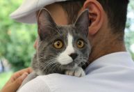 O que a psicologia revela sobre quem prefere gatos: personalidade e traços únicos