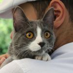 O que a psicologia revela sobre quem prefere gatos: personalidade e traços únicos