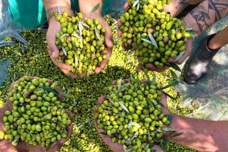 • Estância das Oliveiras/ Divulgação