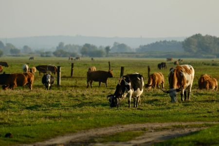 Pecuária de MT regenera o equivalente a 5,8 mil campos de futebol e destrava quase R$ 1 bi