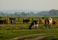 Pecuária de MT regenera o equivalente a 5,8 mil campos de futebol e destrava quase R$ 1 bi