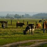 Pecuária de MT regenera o equivalente a 5,8 mil campos de futebol e destrava quase R$ 1 bi