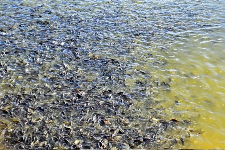 Produtores em MG comemoraram a decisão