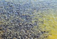 MG barra tilápia do Vietnã e outros países por risco; entenda