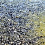 MG barra tilápia do Vietnã e outros países por risco de vírus letal; entenda